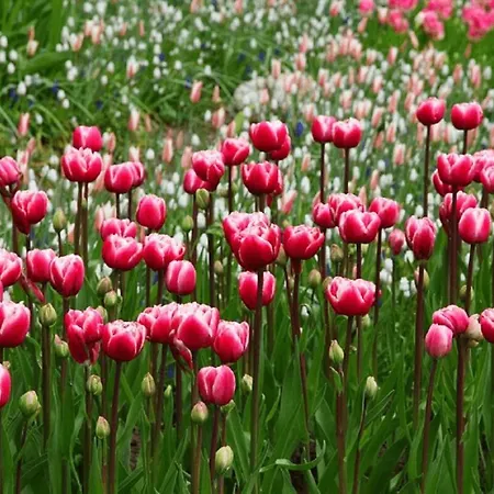 Chalé Tiny House Schoorl Bergen Nh